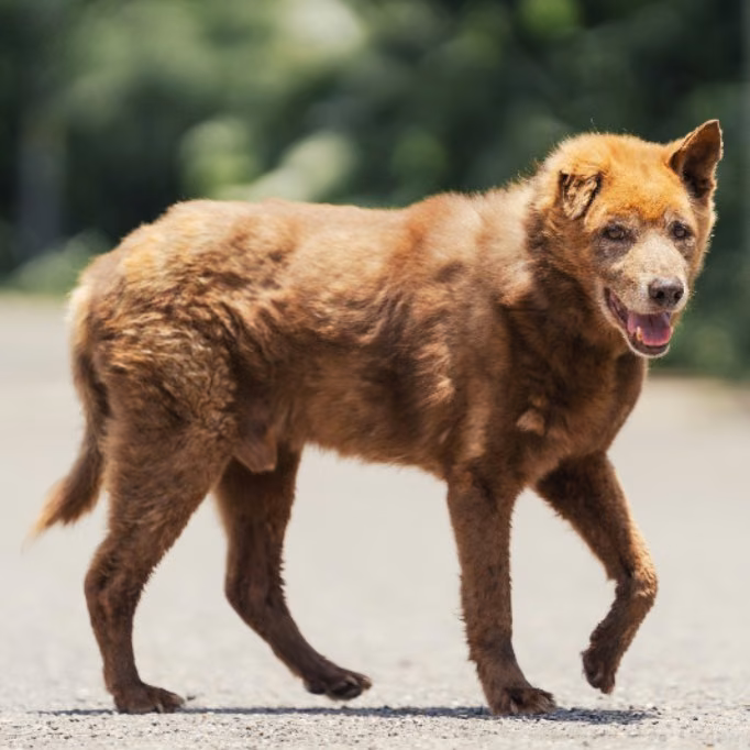 The dog, from the shelter's listing