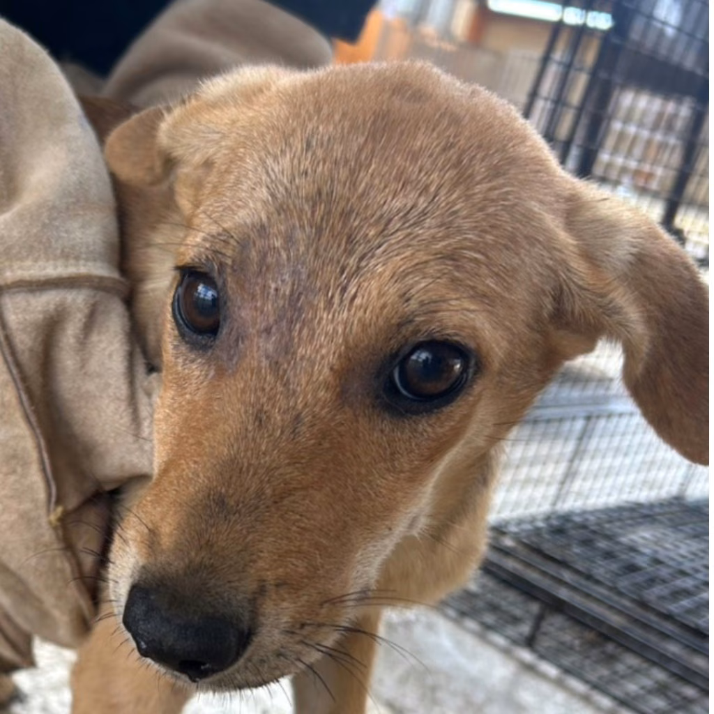 The dog, from the shelter's listing