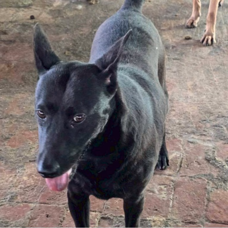 The dog, from the shelter's listing