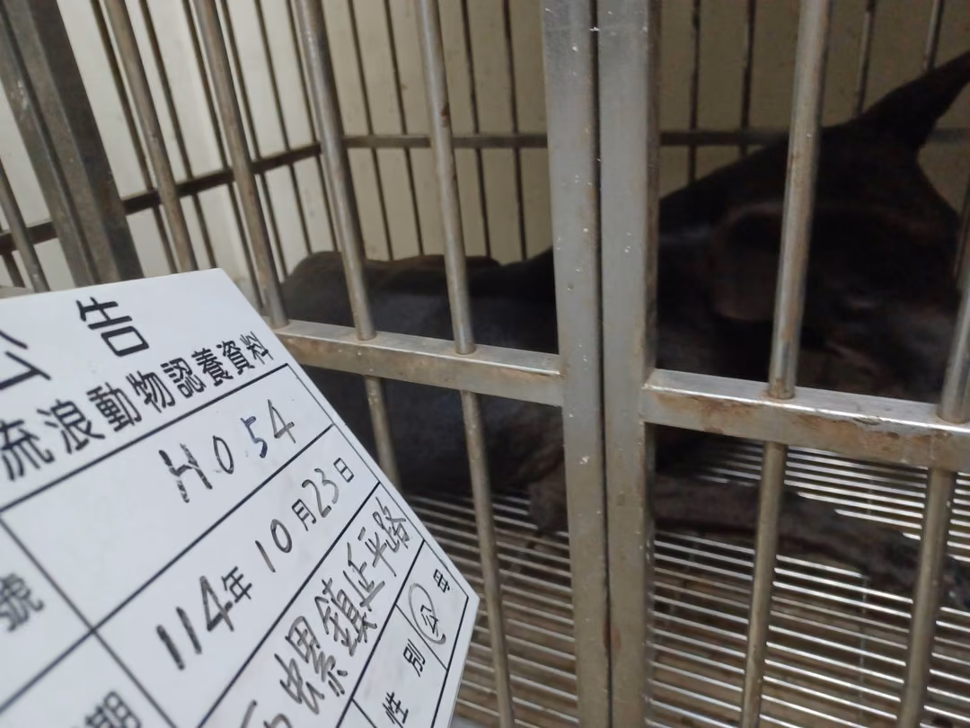 The dog, from the shelter's listing