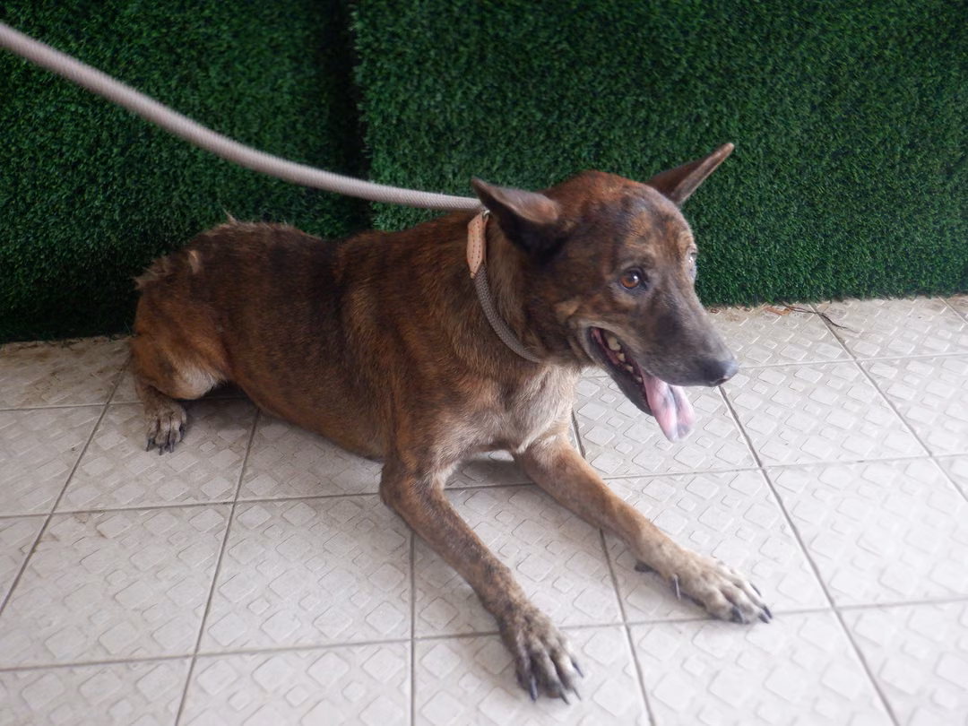 The dog, from the shelter's listing