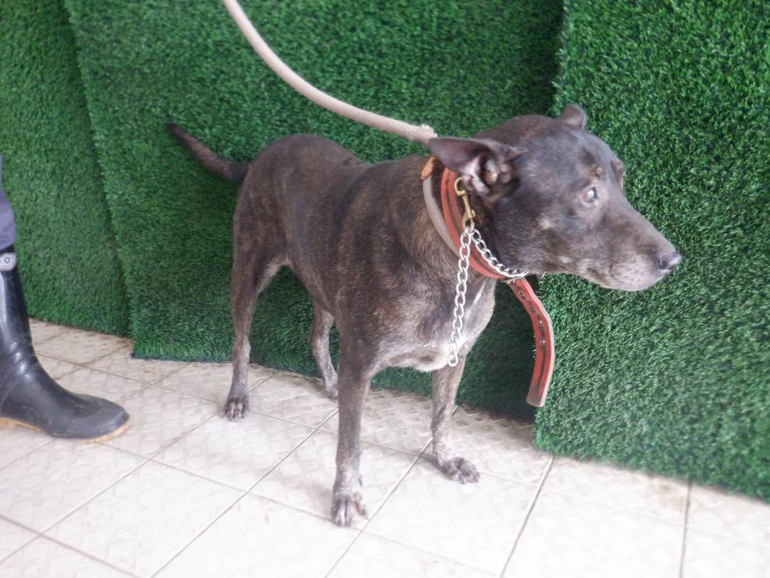 The dog, from the shelter's listing
