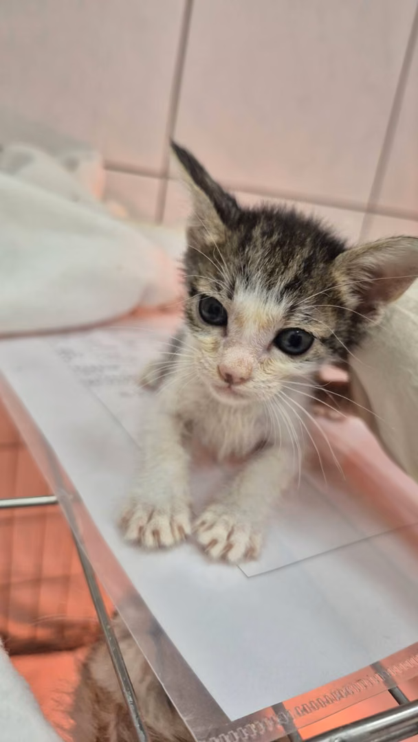 The cat, from the shelter's listing