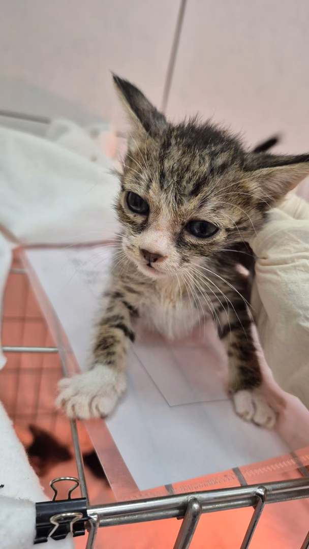 The cat, from the shelter's listing