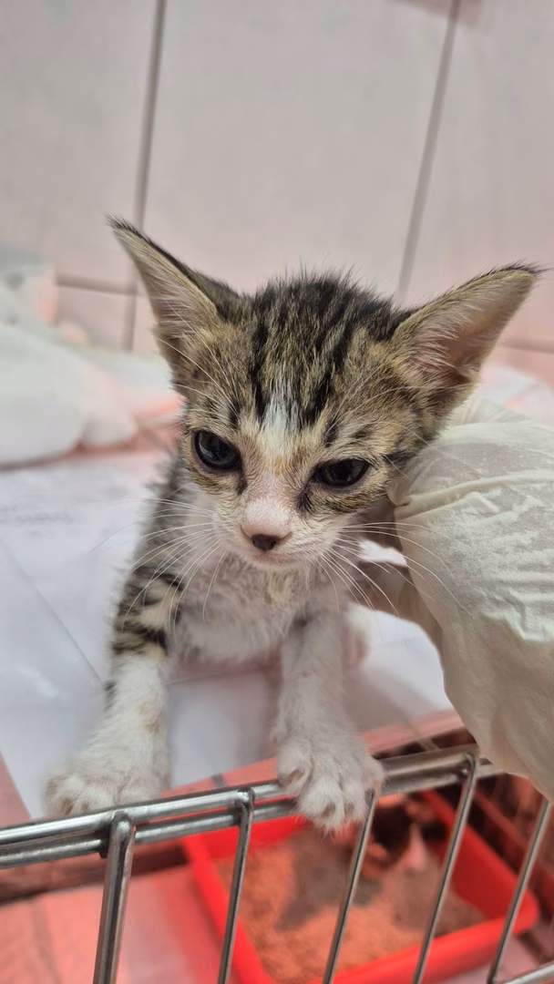 The cat, from the shelter's listing