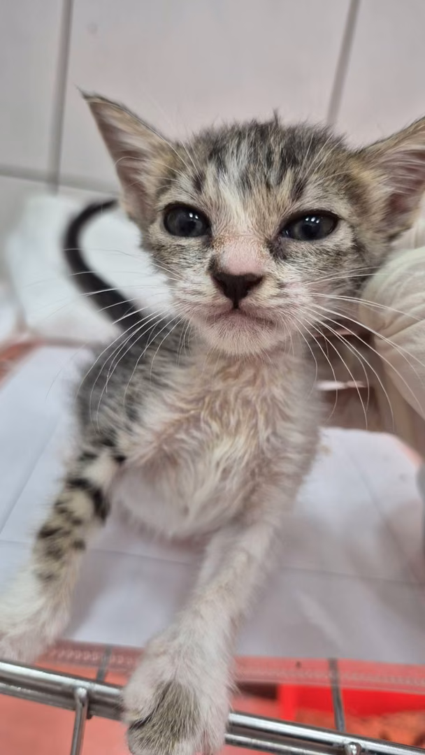 The cat, from the shelter's listing