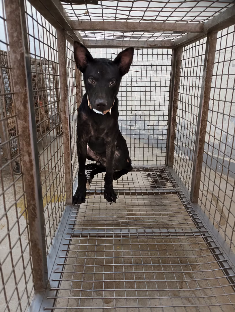 The dog, from the shelter's listing
