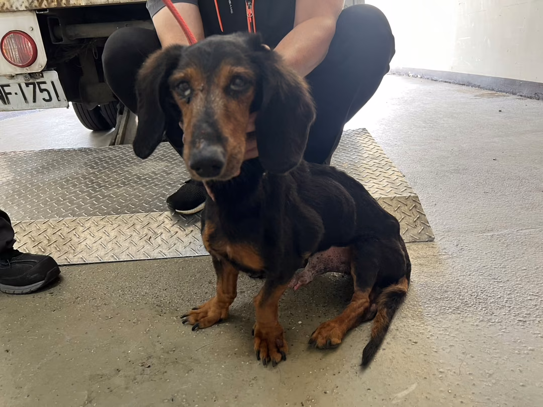 The dog, from the shelter's listing