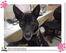 The dog, from the shelter's listing