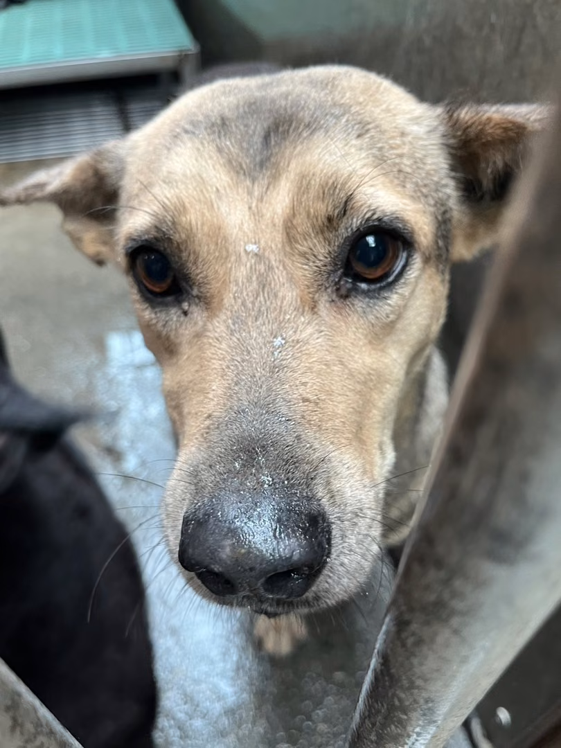 The dog, from the shelter's listing