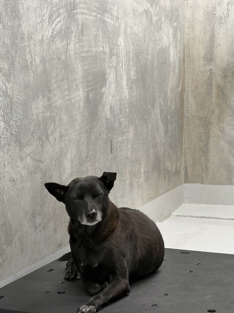 The dog, from the shelter's listing