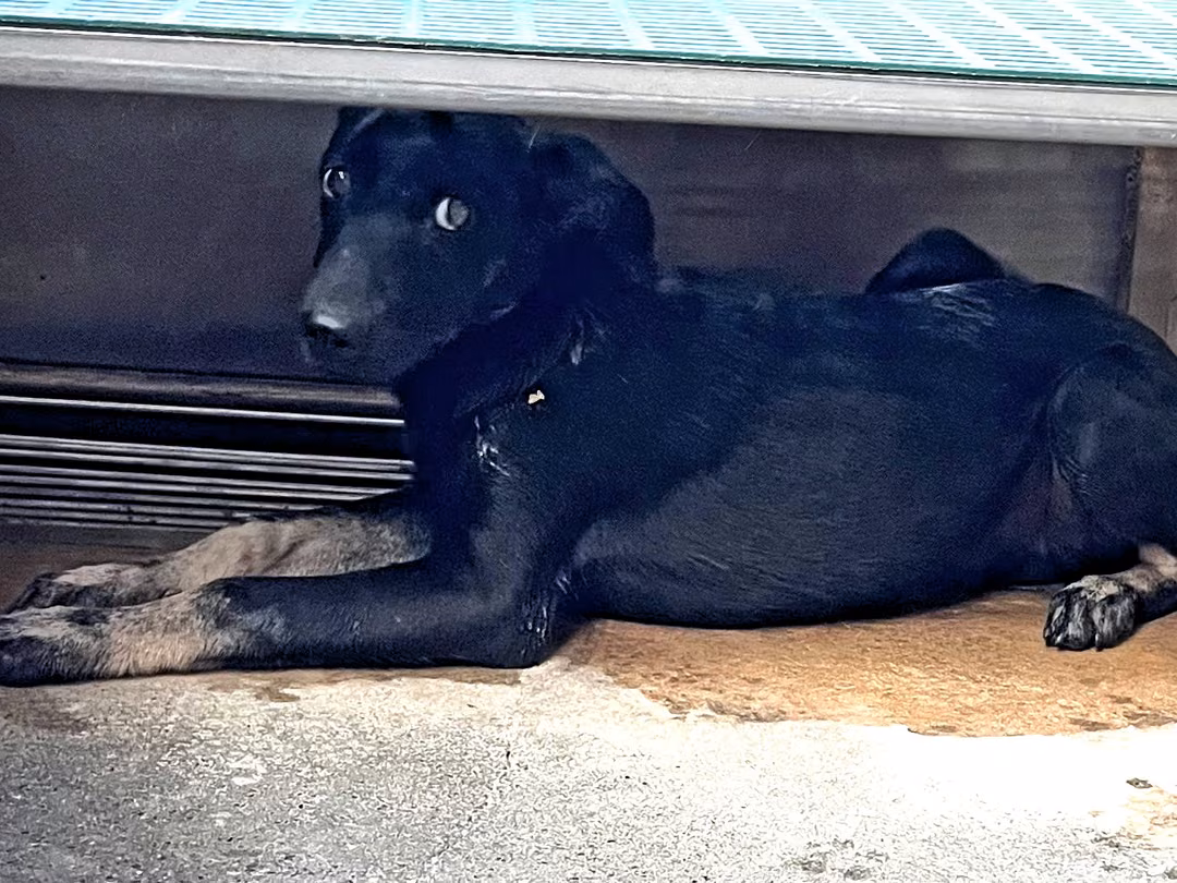 The dog, from the shelter's listing