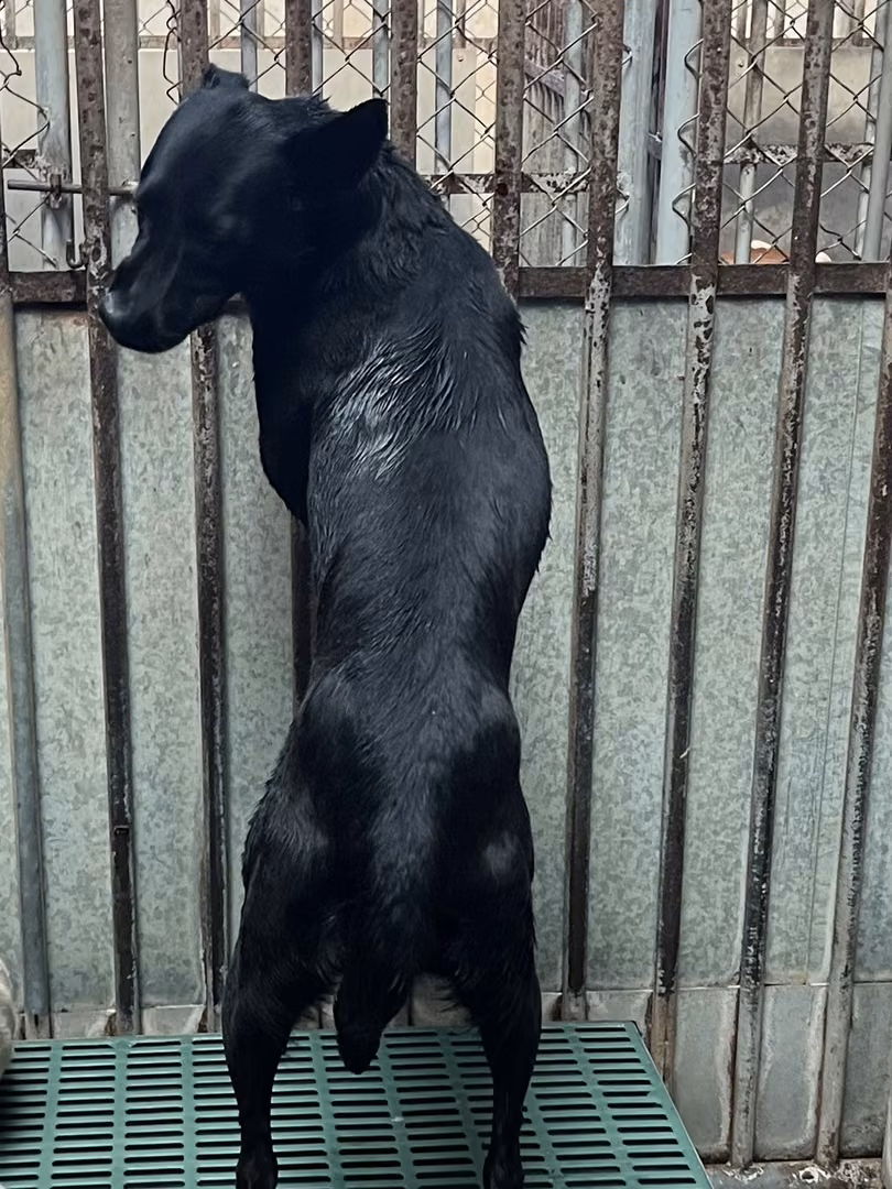 The dog, from the shelter's listing