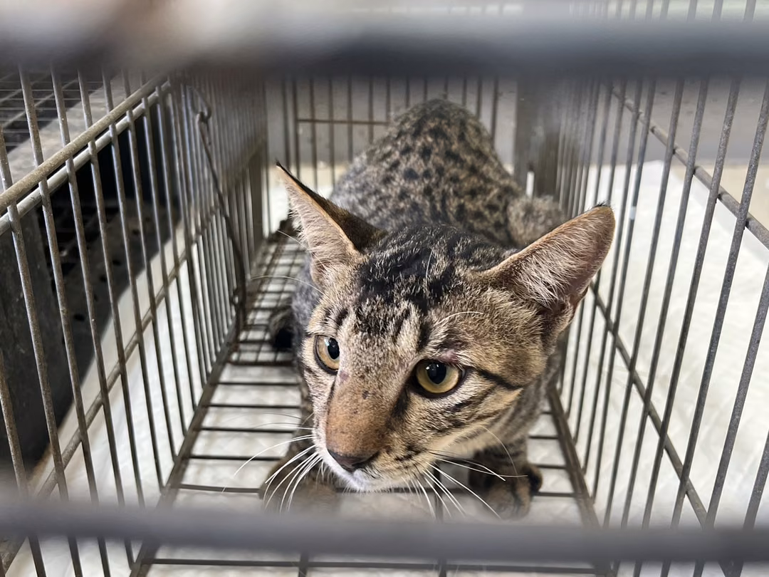 The cat, from the shelter's listing