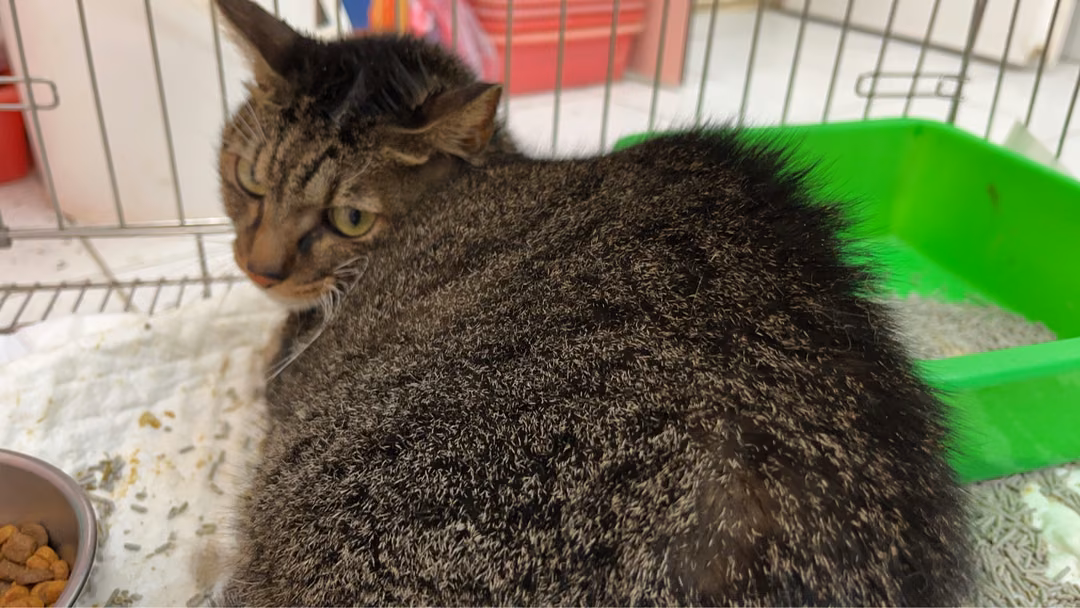 The cat, from the shelter's listing