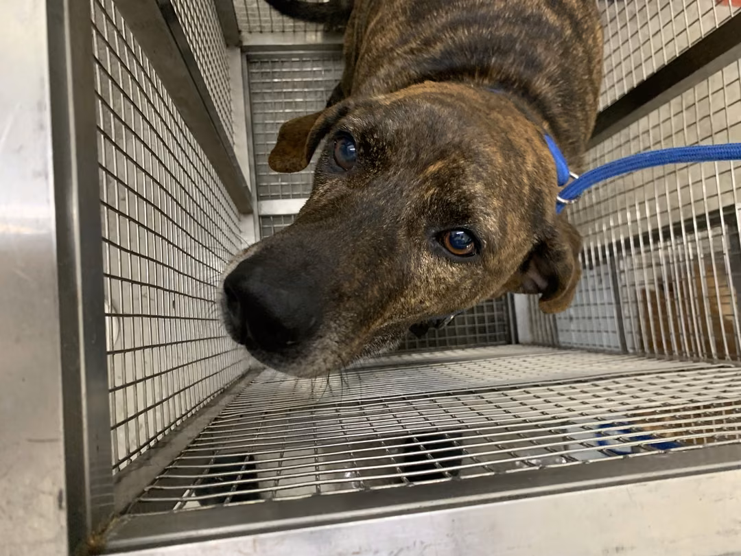 The dog, from the shelter's listing