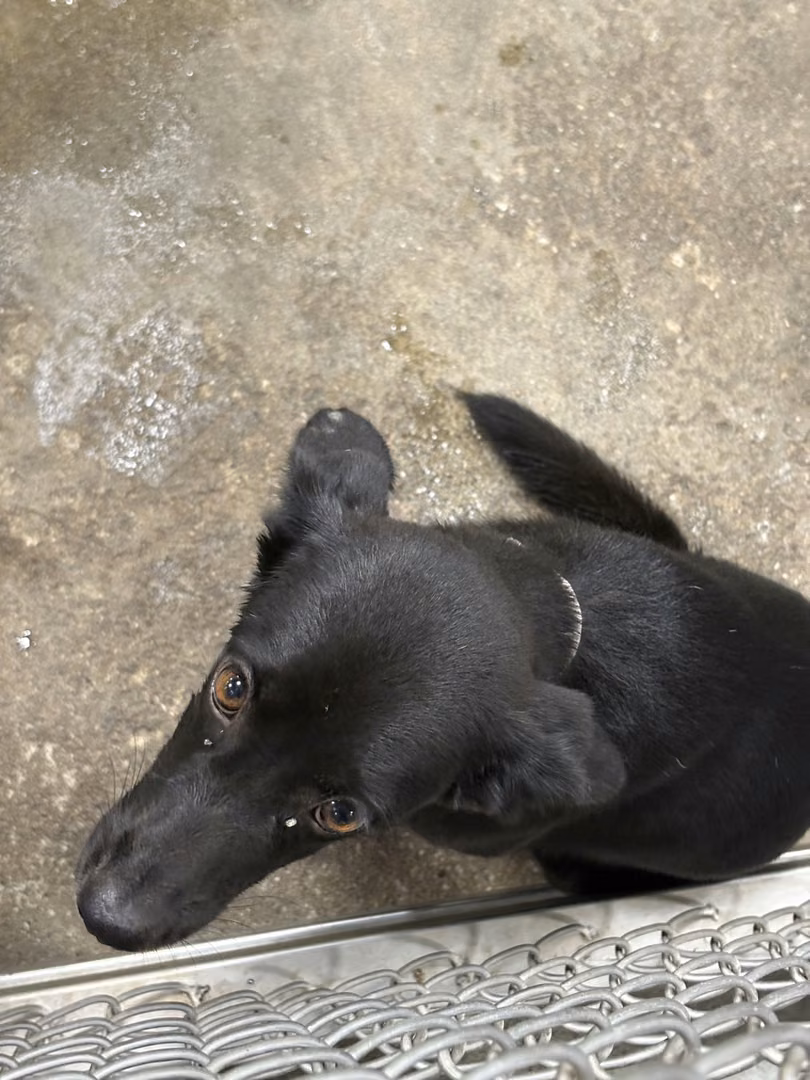 The dog, from the shelter's listing