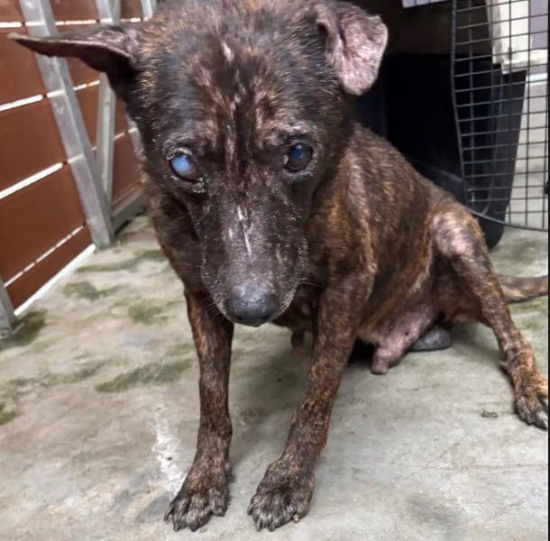 The dog, from the shelter's listing