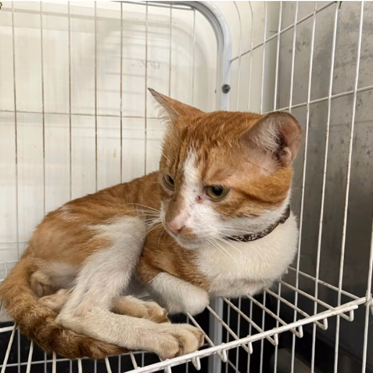 The cat, from the shelter's listing
