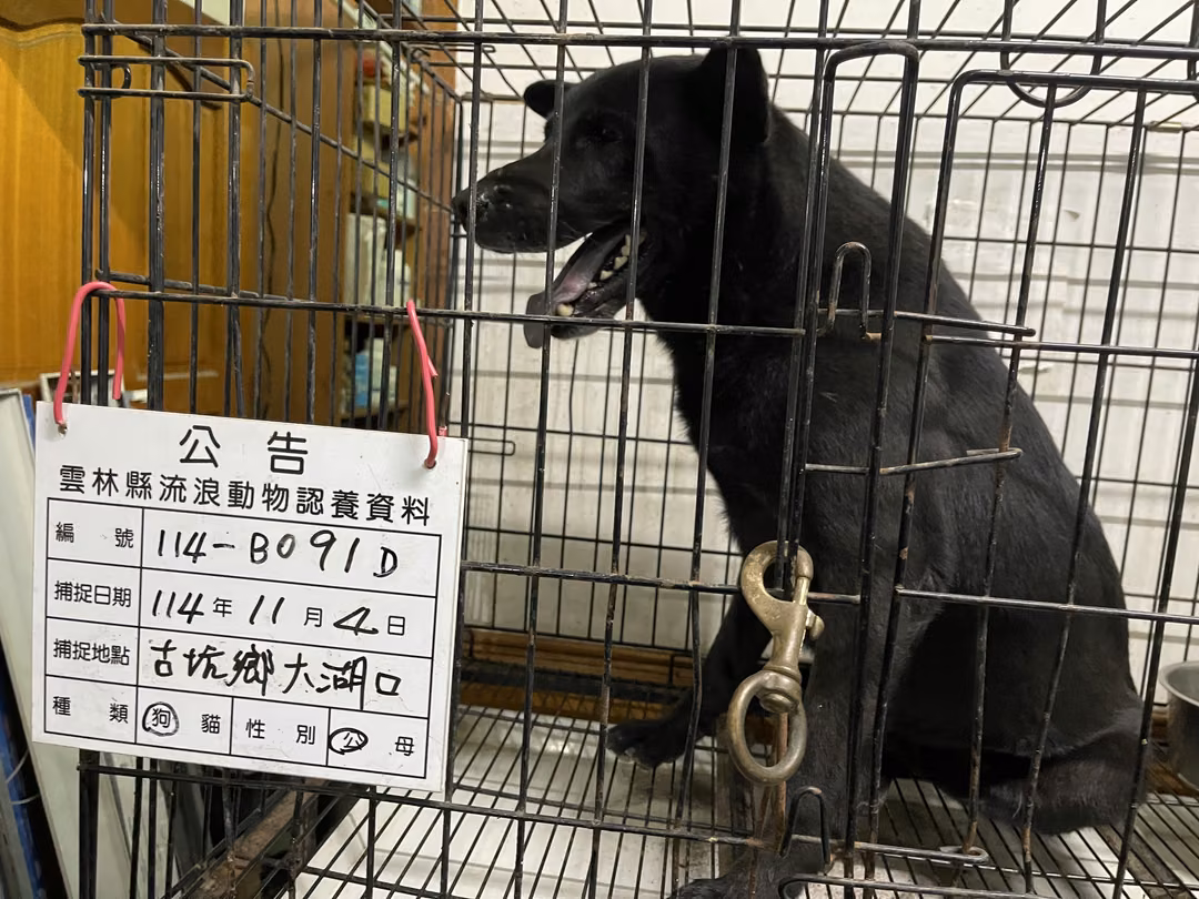 The dog, from the shelter's listing