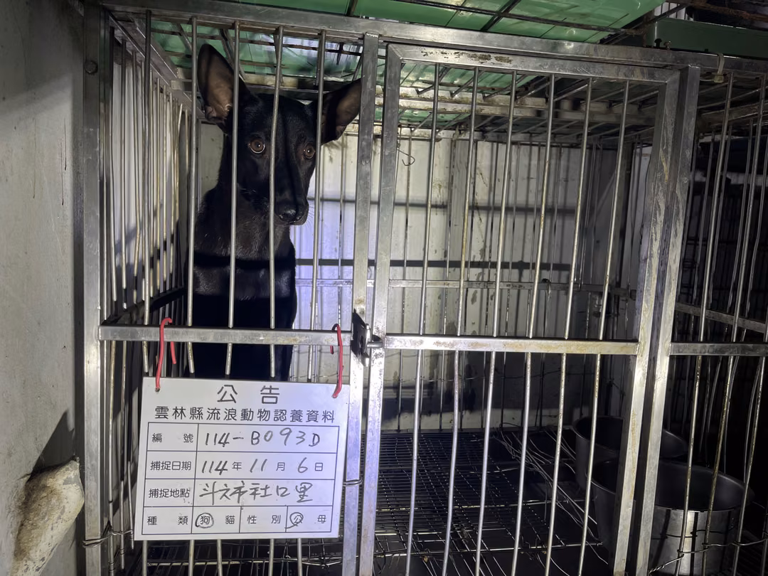 The dog, from the shelter's listing