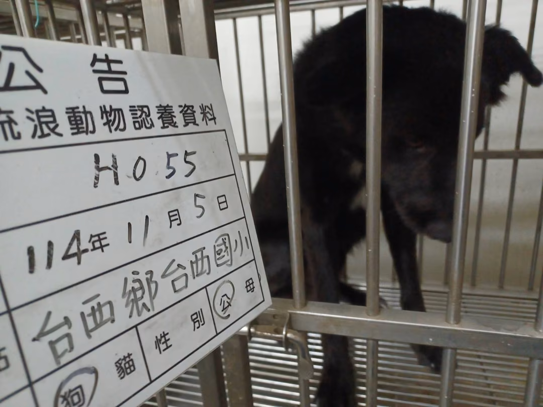 The dog, from the shelter's listing