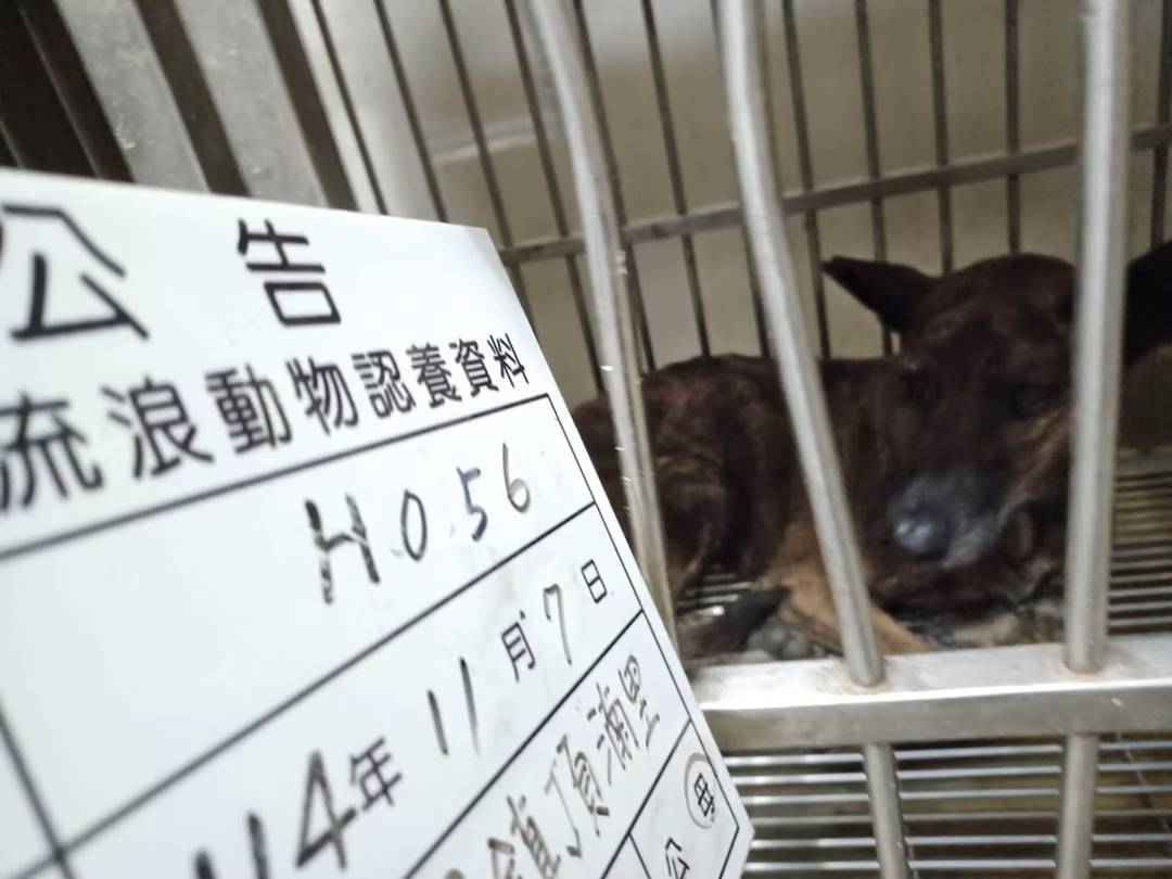 The dog, from the shelter's listing