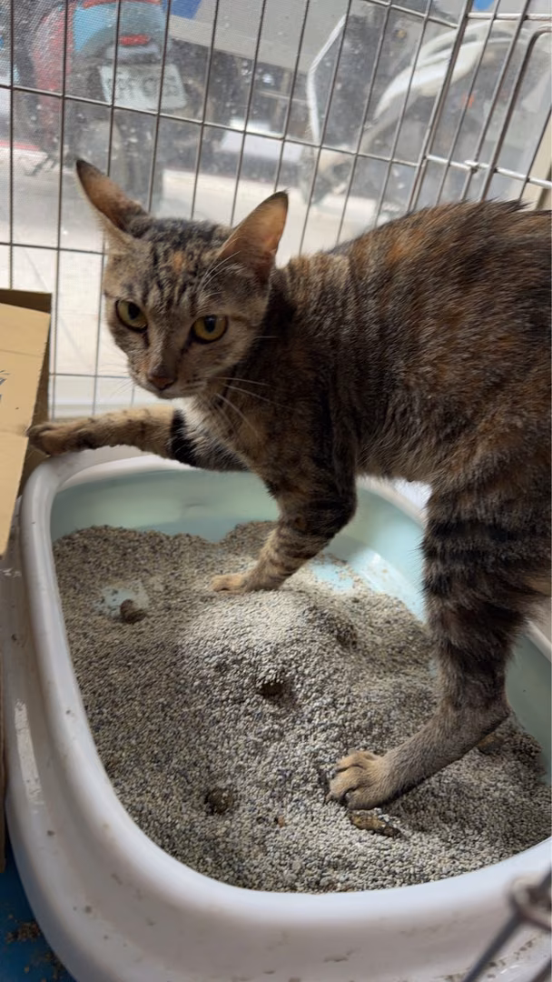 The cat, from the shelter's listing