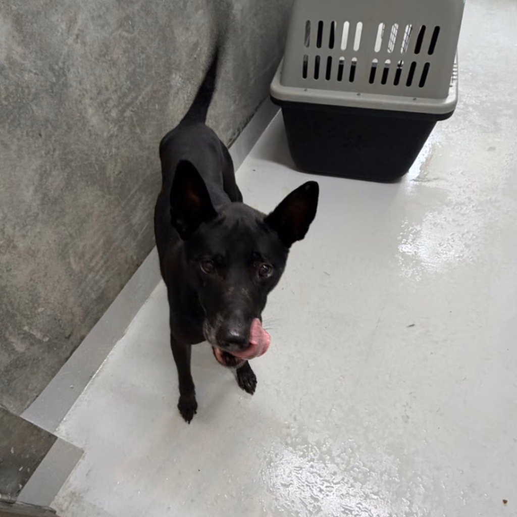 The dog, from the shelter's listing