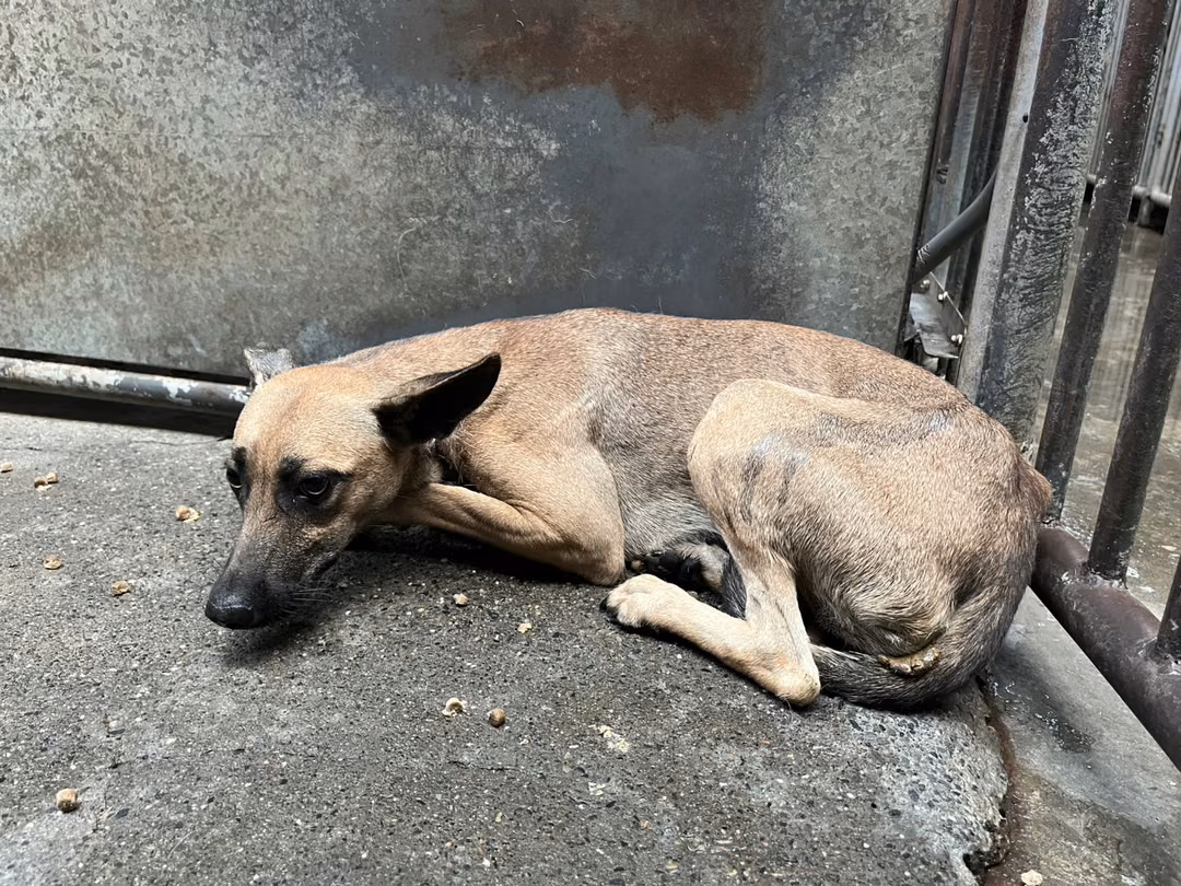 The dog, from the shelter's listing