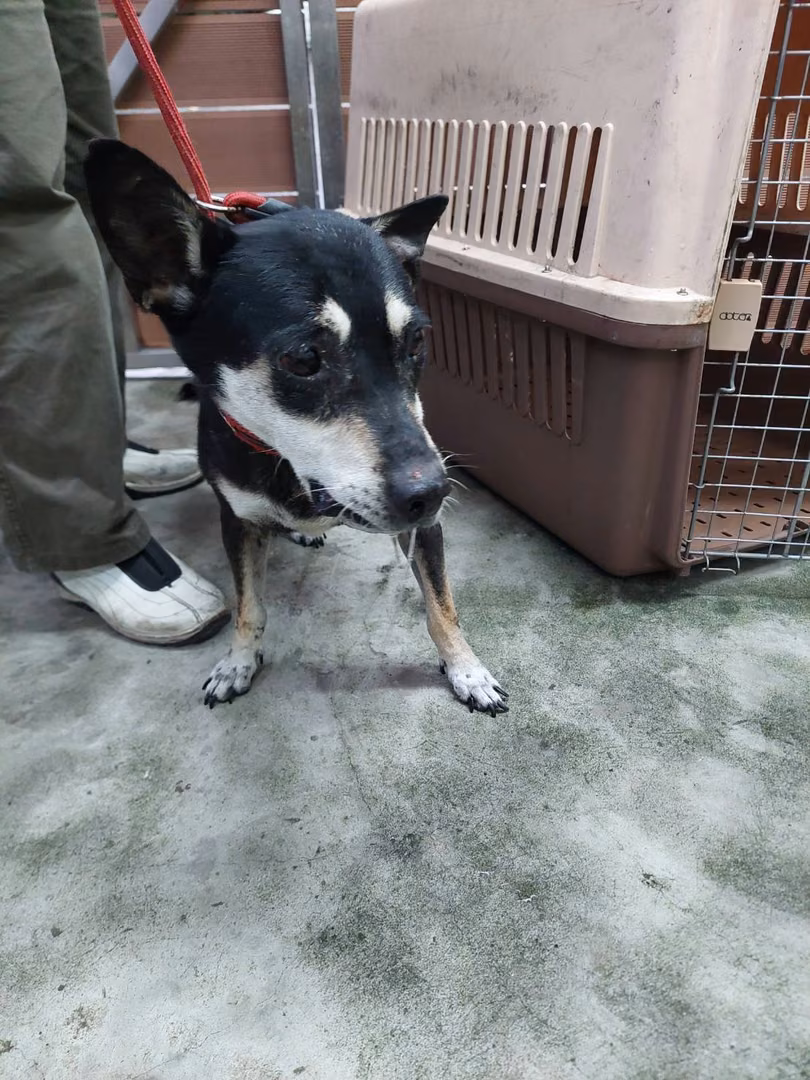 The dog, from the shelter's listing