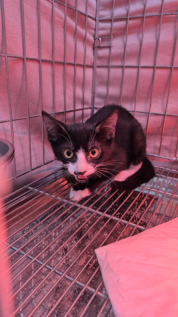 The cat, from the shelter's listing