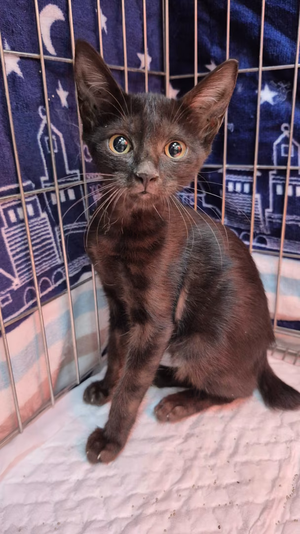 The cat, from the shelter's listing
