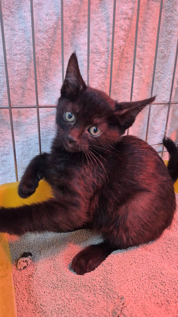 The cat, from the shelter's listing
