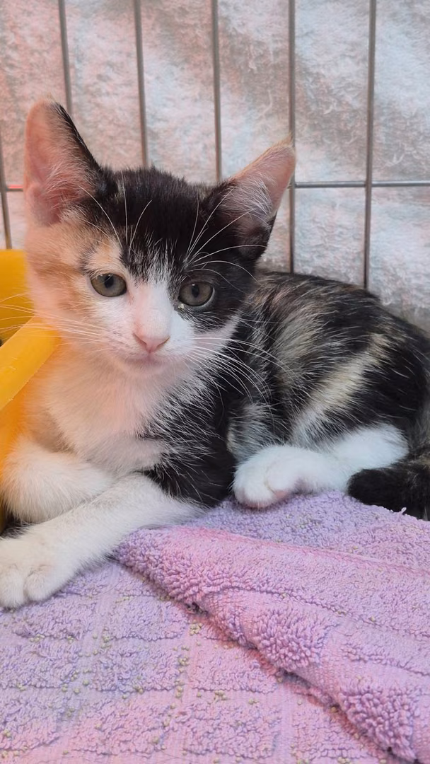 The cat, from the shelter's listing