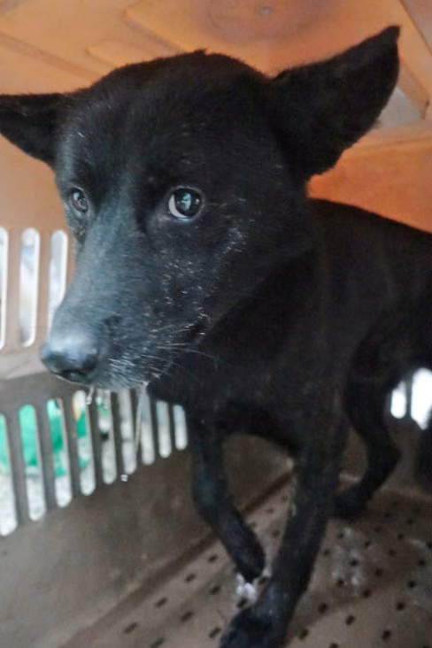 The dog, from the shelter's listing