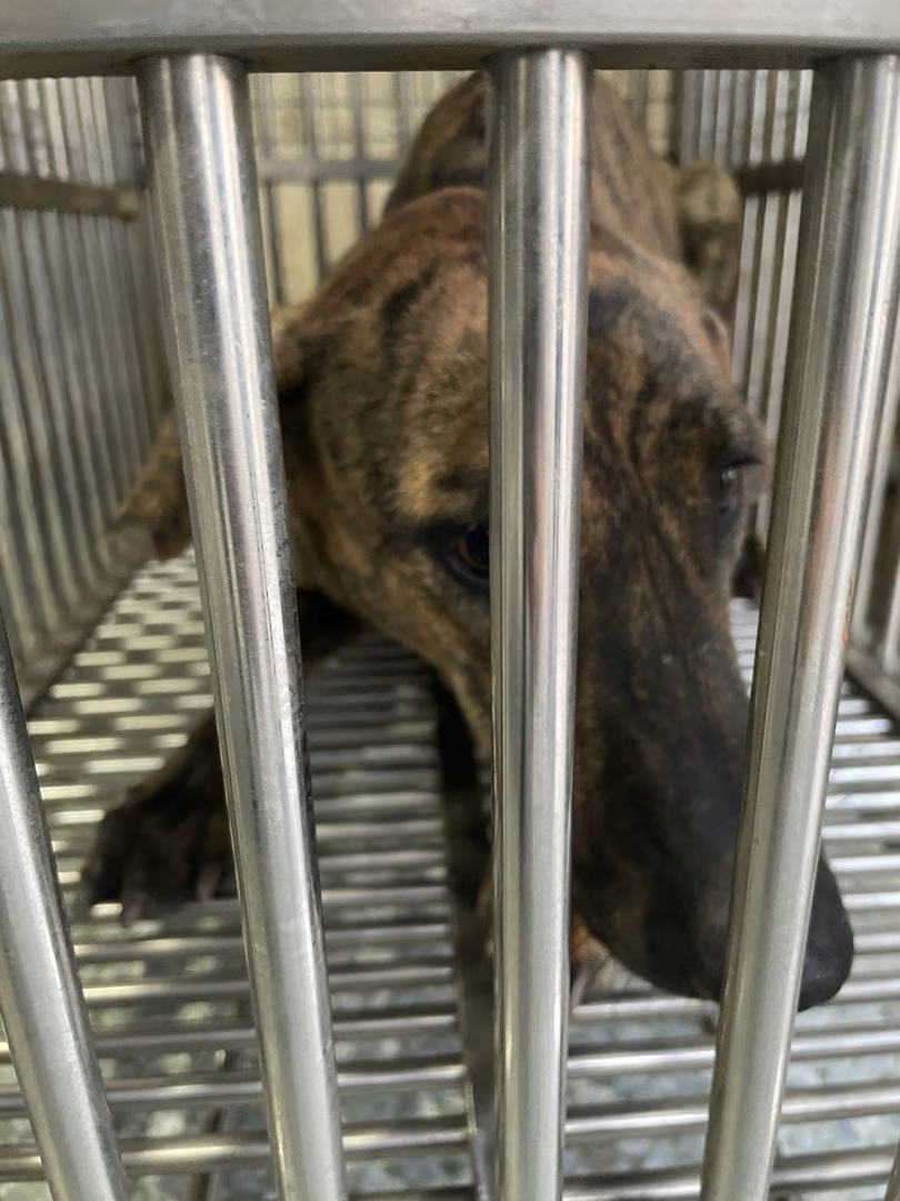 The dog, from the shelter's listing