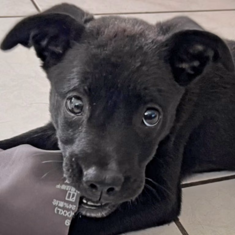The dog, from the shelter's listing