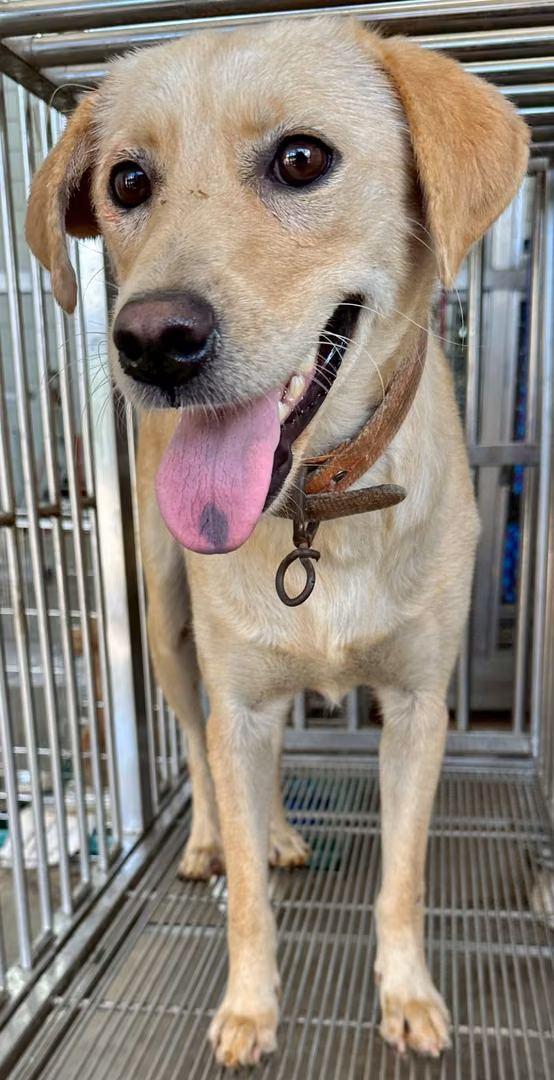 The dog, from the shelter's listing
