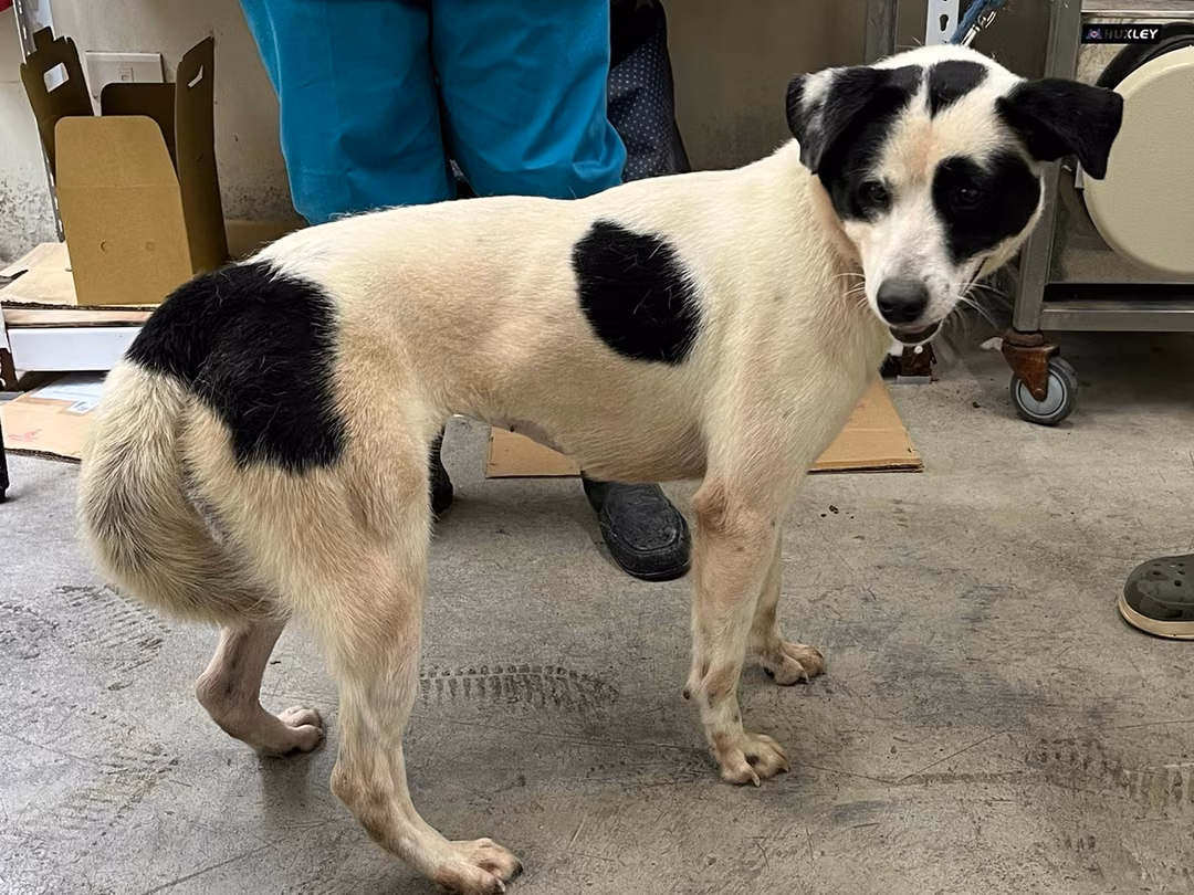 The dog, from the shelter's listing