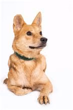The dog, from the shelter's listing