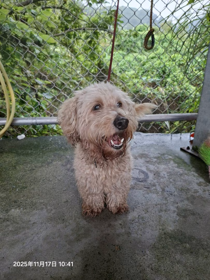 The dog, from the shelter's listing