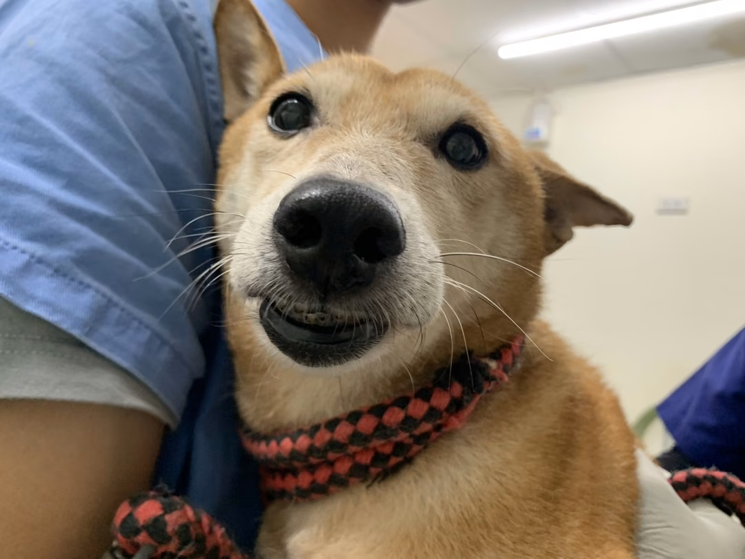 The dog, from the shelter's listing