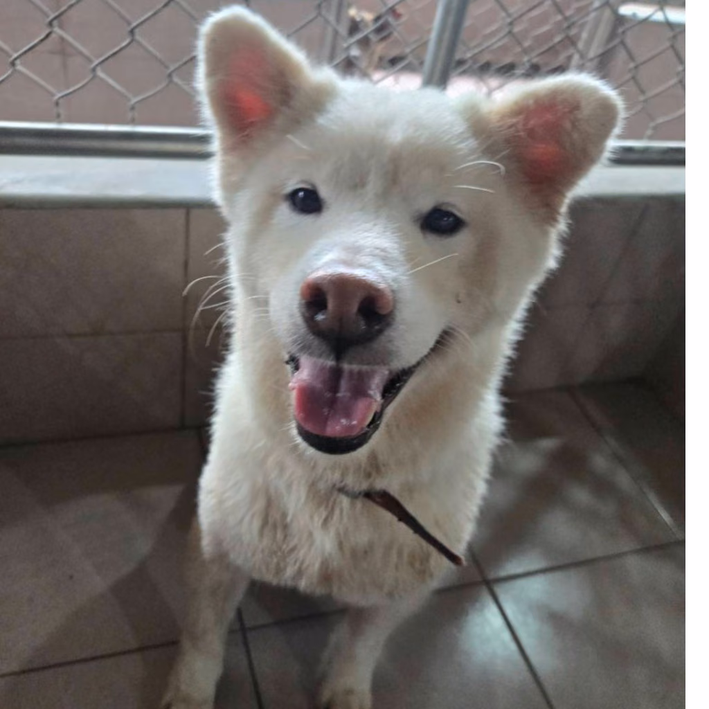 The dog, from the shelter's listing