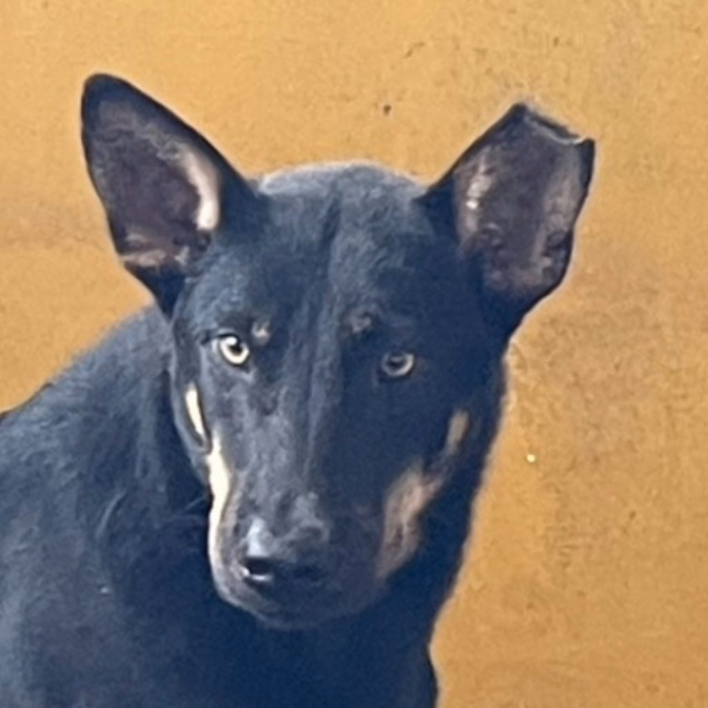 The dog, from the shelter's listing
