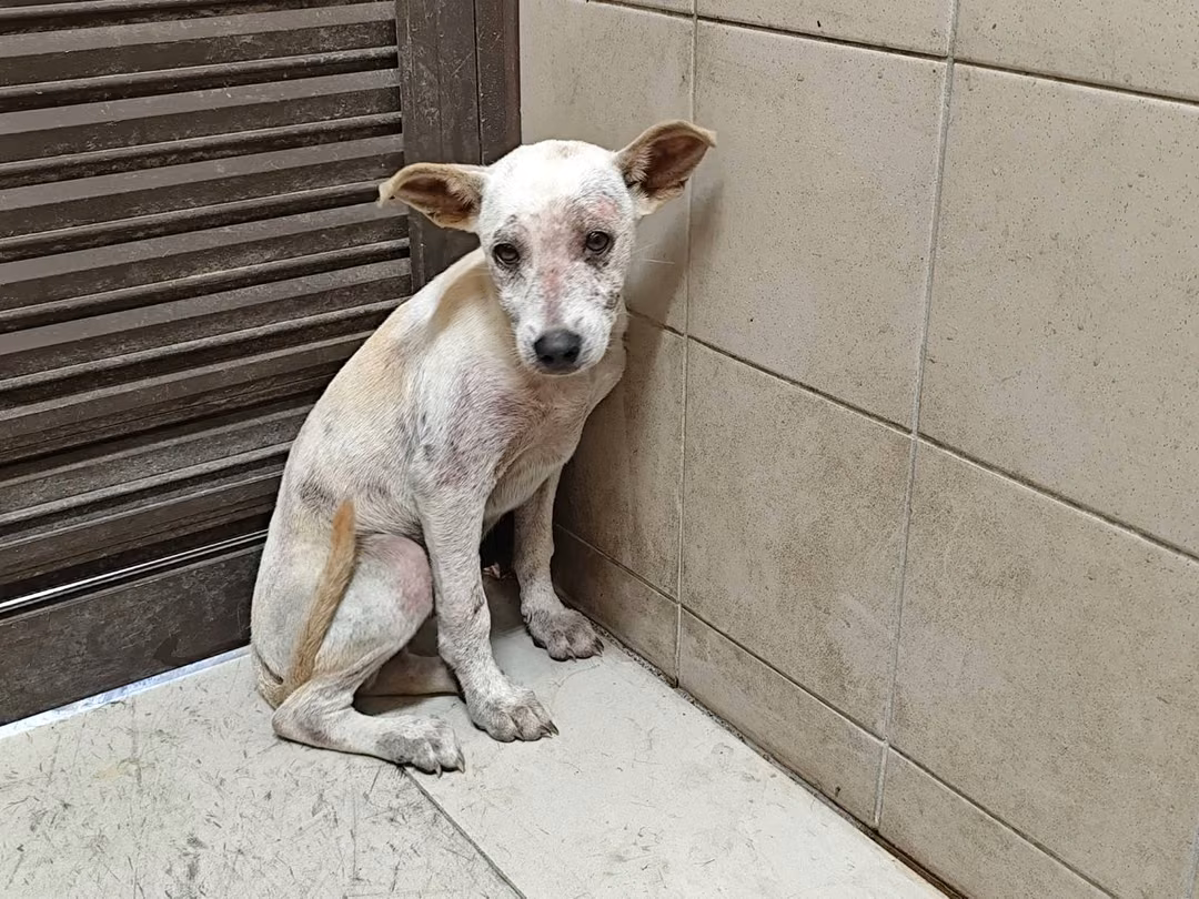 The dog, from the shelter's listing