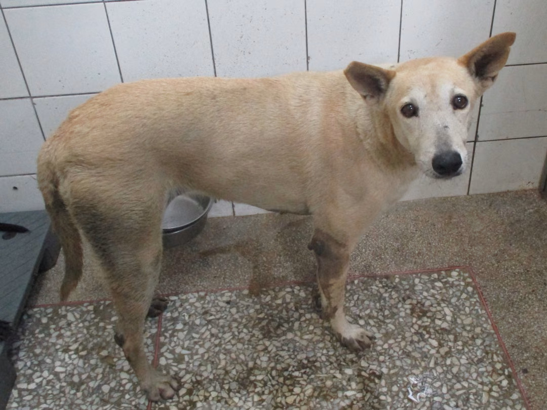 The dog, from the shelter's listing