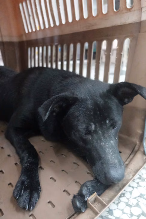 The dog, from the shelter's listing
