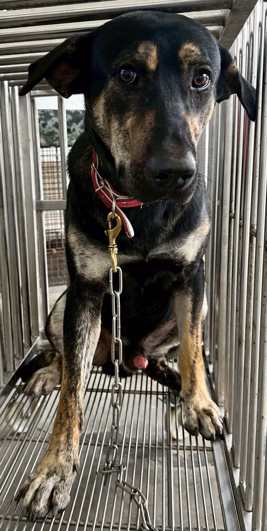 The dog, from the shelter's listing