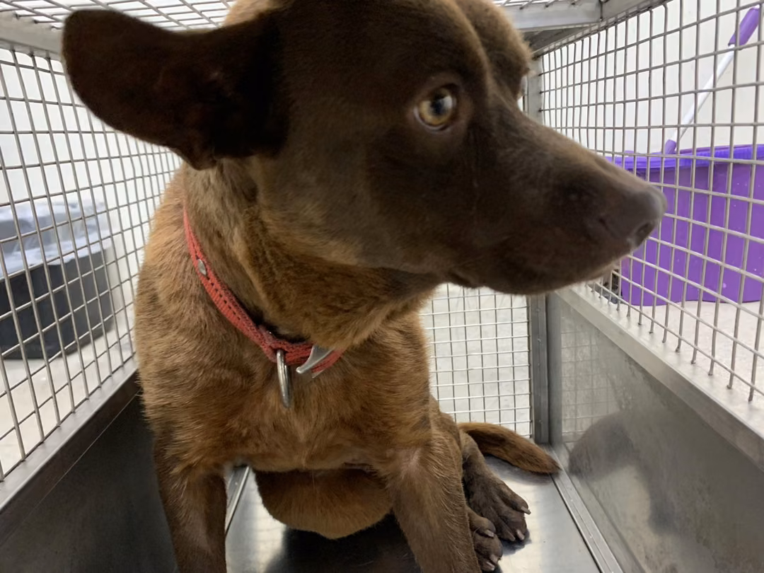 The dog, from the shelter's listing